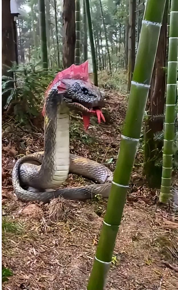 身亡！身材一绝是家中独生女肤白貌美太可惜pg电子模拟器免费版27岁女游客被蛇咬(图7)